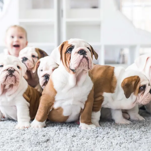 Pet friendly flooring with Philadelphia Flooring Solutions